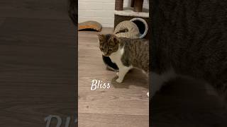 Pleegkitten Bliss cat catshorts adoptnotshop catlover fosterkittensofinstagram [upl. by Llenral]