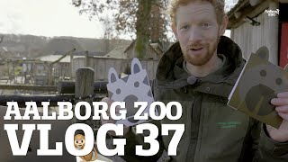 VI FINDER VINDEREN  Lossen er ligeglad  Vi træner minigrise  Aalborg Zoo VLOG 37 4K [upl. by Sirromaj]