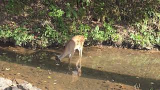 deer sticking her head underwater [upl. by Knox]