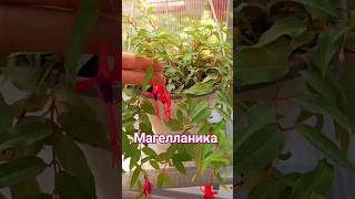 Фуксия Магелланика💗 фуксия ампельныефуксии magellanica [upl. by Adnilab]