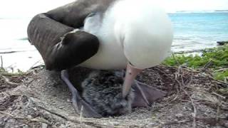 Laysan Albatross chick eats breakfastAVI [upl. by Quackenbush]