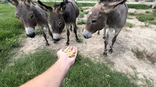 Mini Donkeys come to Ima Survivor [upl. by Yanehs706]