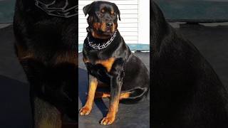 Why Rottweiler is Best 👿✅ dog breeds 👑facts rottweiler dog shorts viralvideo [upl. by Terag]