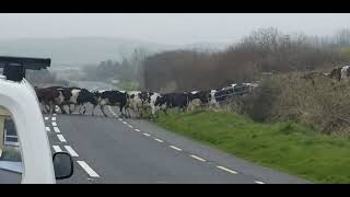 Cattle Crossing in Ireland [upl. by Lawley]