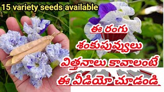 rare variety aparajita flowers plants growing అరుదైన రకం శంకుపువ్వులు పెంచుతున్నాను15 variety seeds [upl. by Violette]