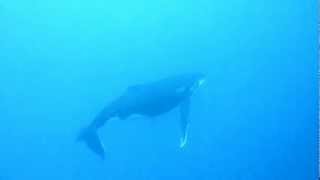 Plongée bouteille rencontre furtive avec une baleine à bosse  Maupiti  Polynésie française [upl. by Aikemet460]