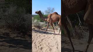 Cute baby Black camel walking thar desert beautiful scene enjoy camel short viralvideo [upl. by Hurst]