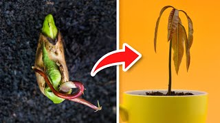 5 TRUCOS Para GERMINAR MANGOS Super RÁPIDO 🥭 [upl. by Rodmun877]