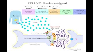 MECFSLongCOVID Hypothesis Three Subtypes of Noradrenergic Neuron Dysfunction [upl. by Phonsa]