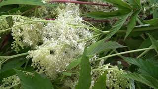 Meadowsweet Benefits Uses amp Recipes amp Side Effects [upl. by Lashonda661]