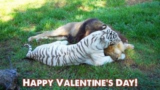 BIG CAT Valentines Day [upl. by Norrab467]