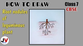 how to draw root nodulesleguminous plant drawingdiagram of root nodules [upl. by Celestyna615]