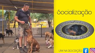 3 MAUI  LEÃO DA RODÉSIA socialização com outros cães [upl. by Griselda850]