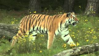 Tijger Safaripark Beekse Bergen [upl. by Lirbaj]