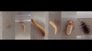 Documentary quotMealworm to Beetle Ontogenyquot  Dokumentation quotMehlwurm zu Käfer Ontogenesequot [upl. by Barr283]