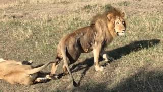 Lions mating in Masai Mara Kenya High quality  Cheetah Safaris Kenya [upl. by Hildebrandt]