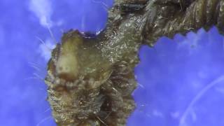 Nematodes eating vine weevil [upl. by Ainoek]