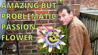 Passion Flower gardening passiflora [upl. by Aneloj]