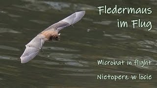 Fledermaus im zickzack Flug  Zeitlupe [upl. by Ingold12]