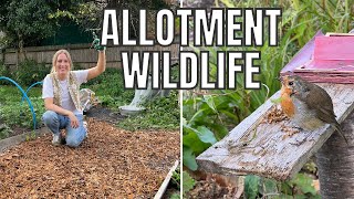 ANIMAL CHAOS AT THE PLOT  ALLOTMENT GARDENING UK [upl. by Harhay]