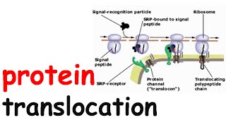 Cotranslational protein translocation [upl. by Heath414]