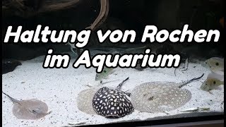 Haltung von Rochen im Aquarium Potamotrygon [upl. by Anaeco]