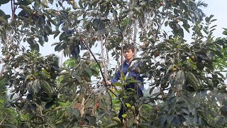 Harvesting persimmons to bring home and soak  mountain life [upl. by Ietta916]