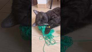 【かまってちゃん】Part 1ねこ動画 猫のいる暮らし ねこ ネコ cat おもしろ動画 ペットロス ペット動画 [upl. by Soloma]