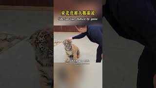 東北虎奶豆，童年在大鵝的霸凌中度過！shorts nature wildlife animal wildanimals animals 動物 猛獸世界 [upl. by Aisatsana]