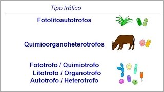 Metabolismo microbiano 01 Introducción Tipos tróficos [upl. by Nileve878]