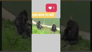 Aaj kam hoyega pura🤣🤣funnyvideos funny funnymemes funnycomedy funnyclips funnyanimals comedy [upl. by Fira126]