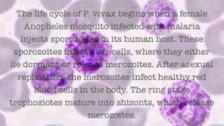 Plasmodium Vivax [upl. by Madlen]