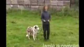 Border Collie Rescue  Working Sheepdog Assessment [upl. by Lehman]