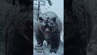 Yukon wildlife Grizzly in an early winter snowfall [upl. by Gilba535]