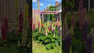 Beautiful Lupins🪻🐝 shorts flowers bumblebees [upl. by Marv]