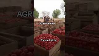 Tomates fraîches  AGRITOP PRO  wwwagritoppro [upl. by Ecyor]