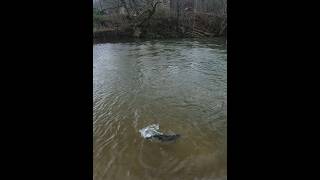 Catching trout on a red San Juan worm fishing [upl. by Diet]