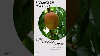 Low Hanging Fruit [upl. by Acinoev]