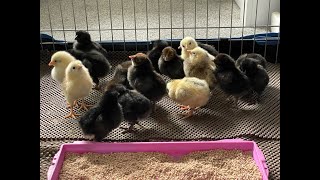 Keeping Chickens and the costs [upl. by Relyc]