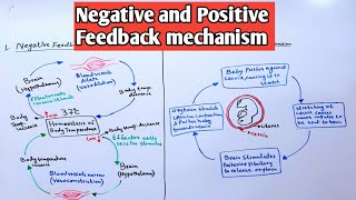 Feedback mechanism  Negative feedback  Positive feedback examples Biology class 12 [upl. by Annayak820]