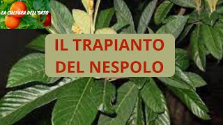 Trapianto del Nespolo Come propagare il nespolo giapponese [upl. by Neerual339]