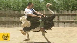 Ostrich Riding [upl. by Moody]