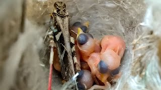 Locust in the nest of Zitting cisticola bird birdswithme107 [upl. by Yaned552]