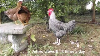 Screaming Chickens My Crazy Chickens love to Scream The Funny Noises Chickens Make [upl. by Hartmunn]