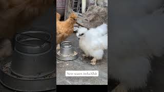 Silkie chicks chicks worldaseel pets [upl. by Nwahsauq]