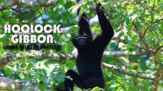 GIBBON CALL  A HOOLOCK FAMILY SINGING CHORUS [upl. by Napier]