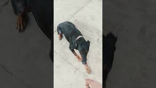 Doberman Dog gets shot by gun and does a trick [upl. by Maribeth]