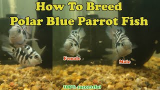 How to Breed Polar Blue Parrot Fish  LIVE AQUARIUM [upl. by Anieral]