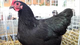 Australorp naine Exposition Avicole Blodelsheim 2016 [upl. by Giarla]