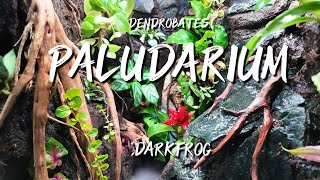 Creating FROG Waterfall Forest Paludarium  for Dendrobates [upl. by Canice314]